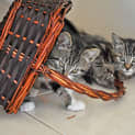 Photo of Lolly (Bn C247)