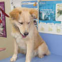 Photo of Chester