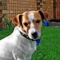 Photo of Cooper (On Trial 21/7/14)