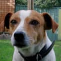 Photo of Cooper (On Trial 21/7/14)
