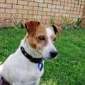 Photo of Cooper (On Trial 21/7/14)