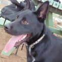 Photo of Acca 