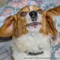 Photo of Bella (On Trial 22/7/14) ~ Cavalier X Corgi ~