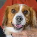 Photo of Bella (On Trial 22/7/14) ~ Cavalier X Corgi ~