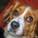 Photo of Bella (On Trial 22/7/14) ~ Cavalier X Corgi ~