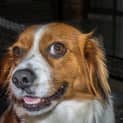 Photo of Bella (On Trial 22/7/14) ~ Cavalier X Corgi ~