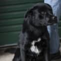 Photo of Rocky I.D 20353