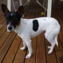 Photo of Ace *On Trial In His New Home*
