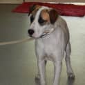 Photo of Major Shedder Metro