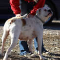 Photo of Gracie