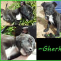 Photo of Gherkin