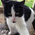 Photo of Ava Adoption Fee $100