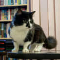 Photo of Wizard *Discounted For September*