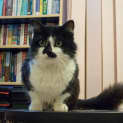 Photo of Wizard *Discounted For September*
