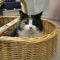 Photo of Petal