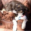 Photo of Puppy Asha (On Trial 28/7/14)