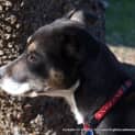 Photo of Puppy Asha (On Trial 28/7/14)