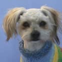 Photo of Harvey
