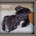 Photo of Puppy Webster (Adopted 24/7/14) By Carer