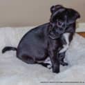 Photo of Puppy Webster (Adopted 24/7/14) By Carer