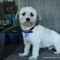 Photo of Alfie (On Trial 19/7/14)