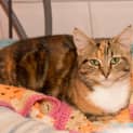 Photo of Sugar
