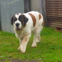 Photo of Molly
