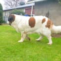Photo of Molly