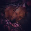 Photo of Mishka (On Hold Pending Adoption 17/8/14)