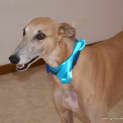 Photo of Goldie The Greyhound (On Hold 20/8/14 Pending Ado)