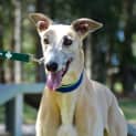Photo of Goldie The Greyhound (On Hold 20/8/14 Pending Ado)