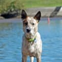 Photo of Minnie (On Trial 30/8/14)