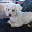 Photo of Lozzie *On Trial In Her New Home*