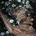 Photo of Brutus