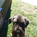 Photo of Schnauzer Gypsy Rose (On Trial 21/7/14)