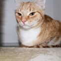 Photo of Toby
