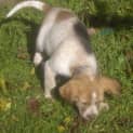 Photo of Apache