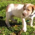 Photo of Apache