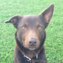 Photo of Hunta The Red Kelpie (On Trial 14/9/14)