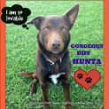 Photo of Hunta The Red Kelpie (On Trial 14/9/14)