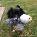 Photo of Hazel (On Trial 22/10/14)