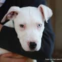 Photo of Blue Eyed Puppy Bernie (On Trial 24/8/14)