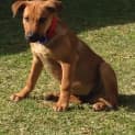 Photo of Puppy Zuma (On Trial 2/8/14)