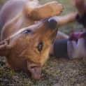 Photo of Puppy Zuma (On Trial 2/8/14)