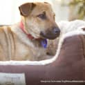 Photo of Puppy Zuma (On Trial 2/8/14)