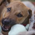 Photo of Puppy Zuma (On Trial 2/8/14)