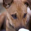 Photo of Puppy Zuma (On Trial 2/8/14)
