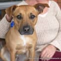 Photo of Chester (On Hold Pending Adoption 8/8/14)