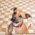 Photo of Chester (On Hold Pending Adoption 8/8/14)
