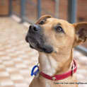 Photo of Chester (On Hold Pending Adoption 8/8/14)